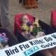 Peta Bird Flu Kills Demo